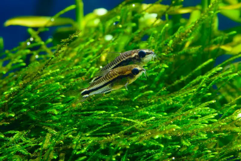 A pair of Corydoras pygmaeus or Pygmy Cory in planted tropical fresh water aquarium