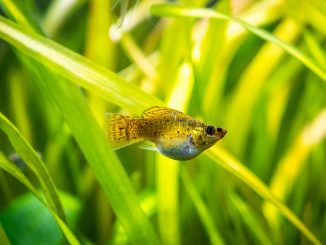 A pretty balloon molly isolated in a fish tank with blurred background