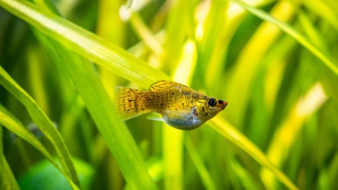 A pretty balloon molly isolated in a fish tank with blurred background