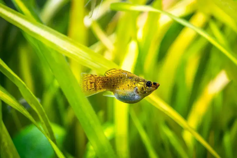 A pretty balloon molly isolated in a fish tank with blurred background