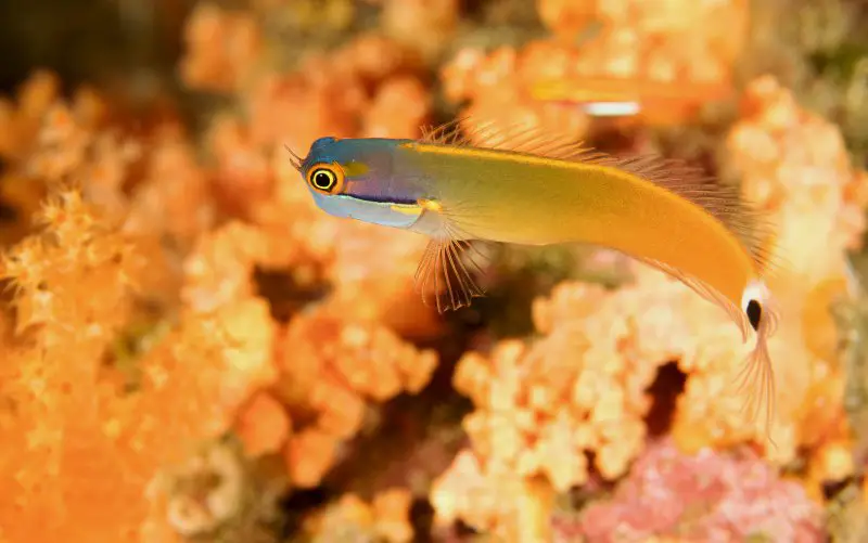 A vibrant tailspot blenny swimming over corals