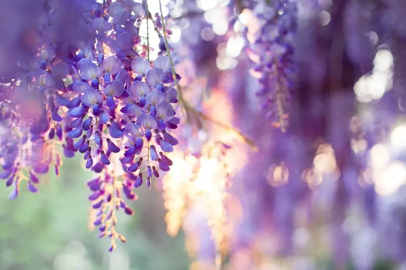 Beautiful Wisteria flowers blooming in sunset garden