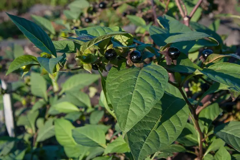 Belladonna, deathly nightshade