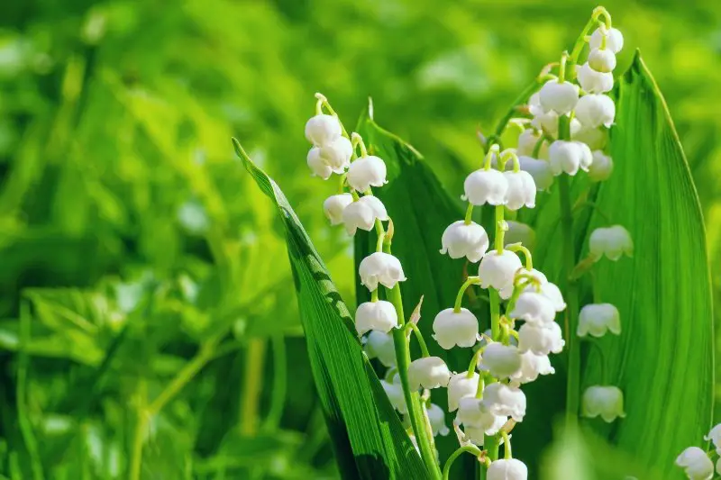 Blooming lily of the valley in the garden