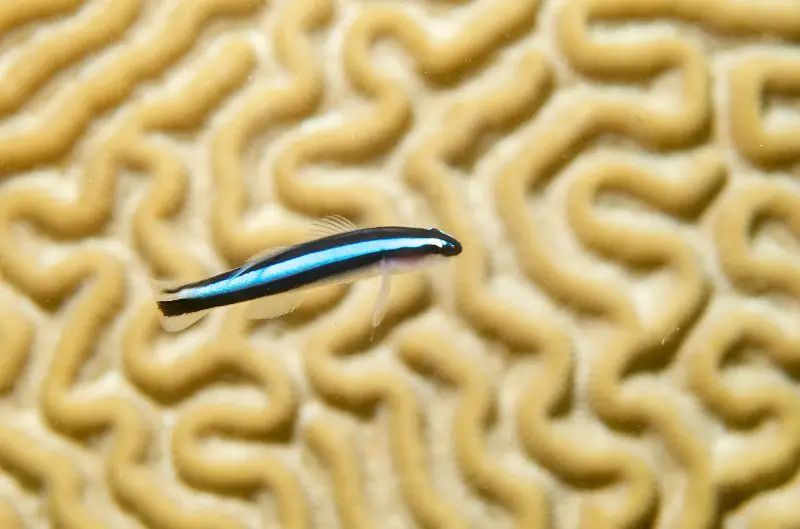 Blue neon goby with brain coral background