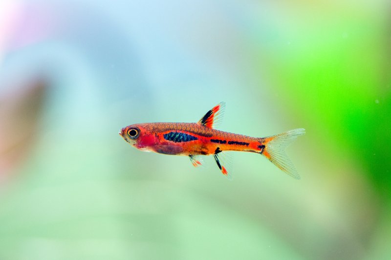 Boraras brigittae, a small nano fish in an aquarium