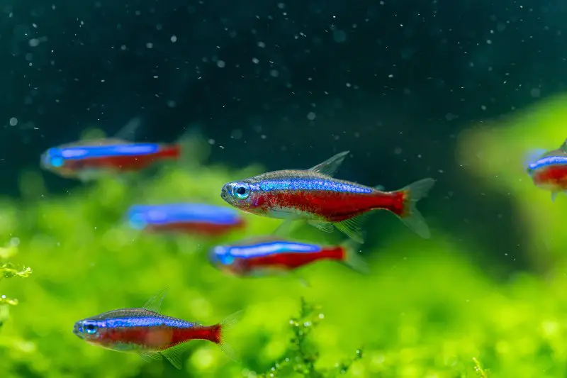Cardinal tetra, the most popular ornamental fish for aquatic plants tank