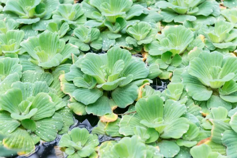 Close up of water lettuce on the water