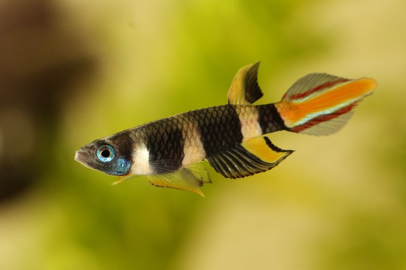Clown killifish (Epiplatys annulatus), one of the most beautiful miniature freshwater fish species