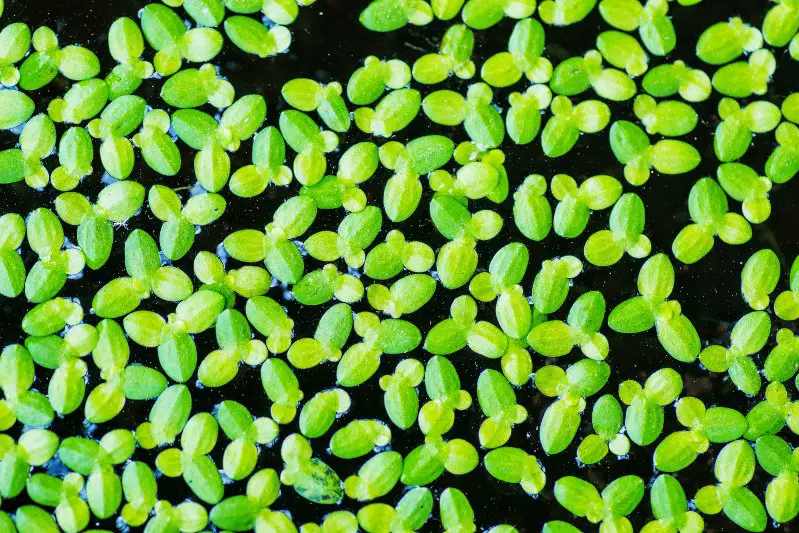 Duckweed on the water surface