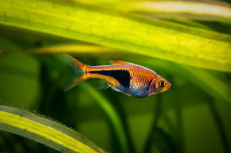 Harlequin rasbora (Trigonostigma heteromorpha) isolated in a fish tank with blurred background