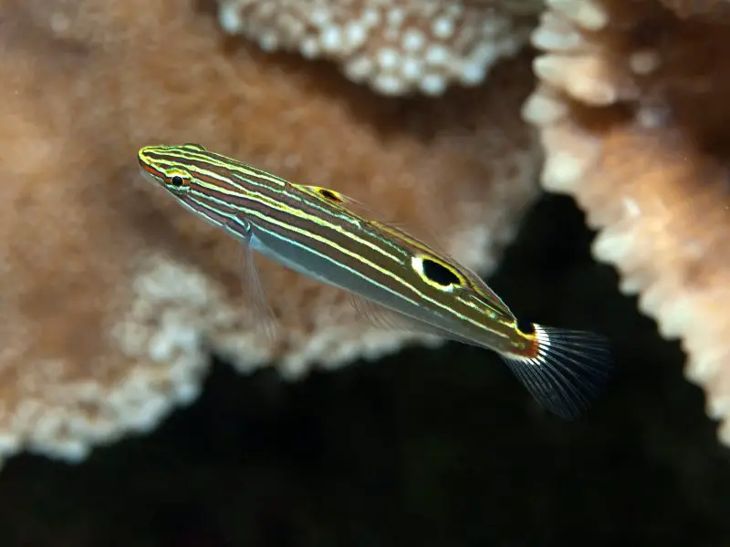 Hector`s Goby in Red Sea