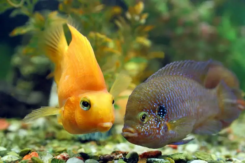 Hemichromis bimaculatus together with Cichlasoma parrot