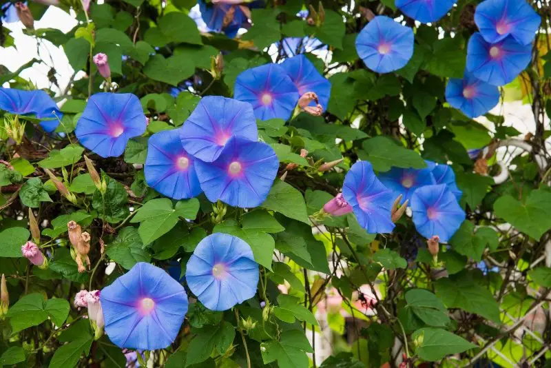 Image of a Blue flower of Morning Glory (Ipomoea) in the garden