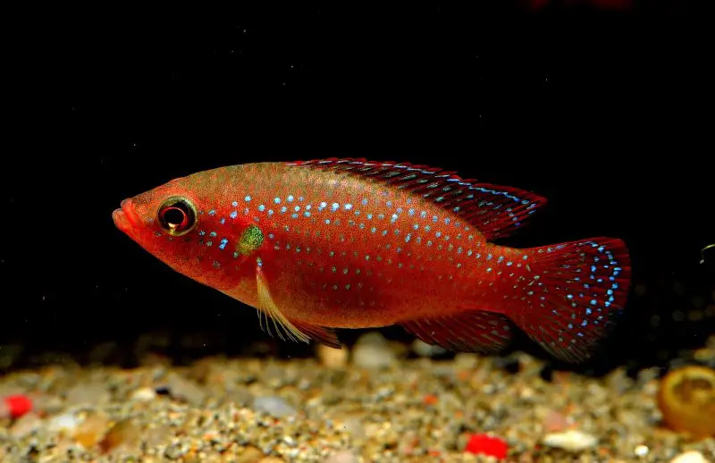 Jewel Cichlid - beautiful fish from West African flowing water in the aquarium