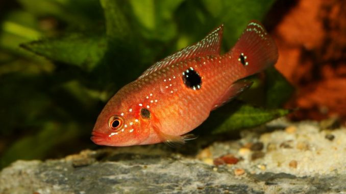 Jewel cichlid (Hemichromis bimaculatus), a beautiful aquarium fish
