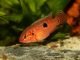 Jewel cichlid (Hemichromis bimaculatus), a beautiful aquarium fish