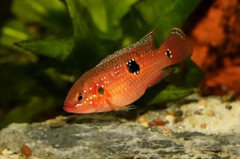 Jewel cichlid (Hemichromis bimaculatus), a beautiful aquarium fish