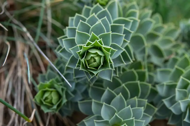 Myrtle Spurge leaves in winter