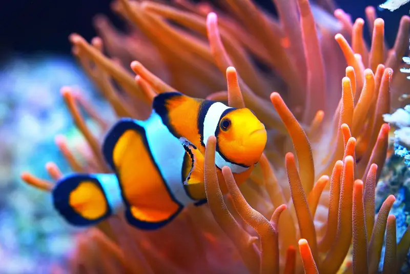 Ocellaris clownfish in marine aquarium and orange corals in the background