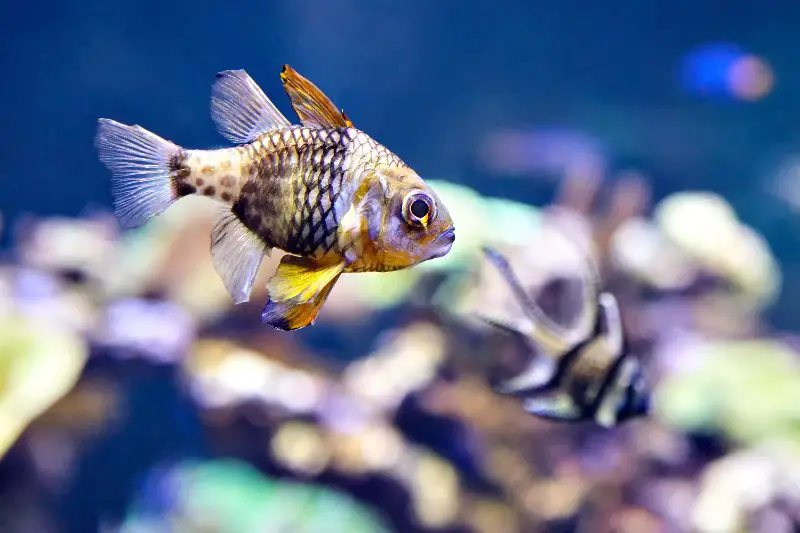Pajama cardinal fish or Sphaeramia nematoptera in marine aquarium.