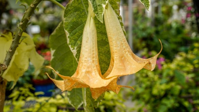 Peach angel trumpet plant