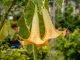 Peach angel trumpet plant