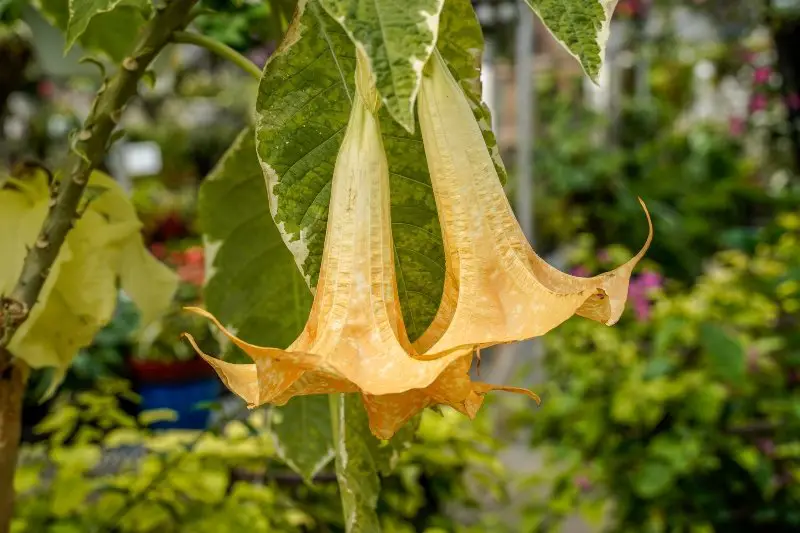 Peach angel trumpet plant