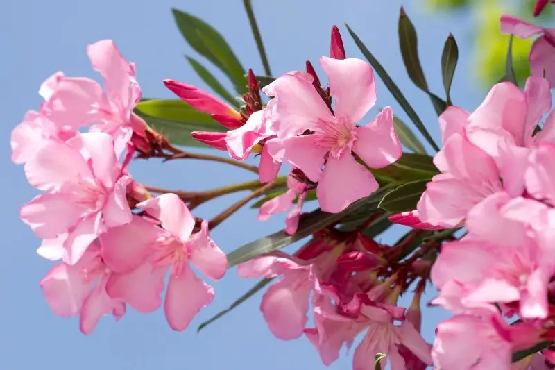 Pink oleander flowers