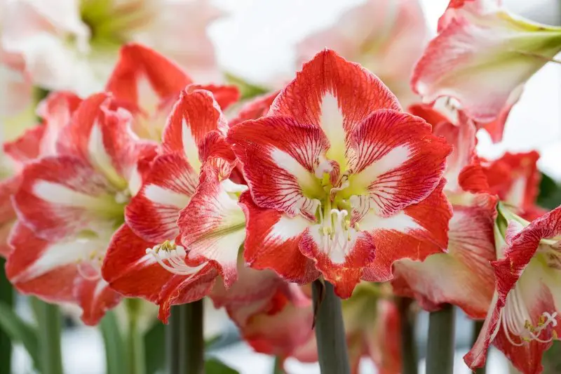 Red and white amaryllis flower blooming in a natural garden
