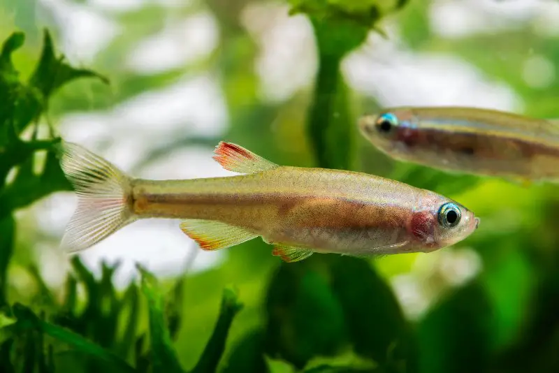 Tanichthys albonubes, a tropial fish in aquarium