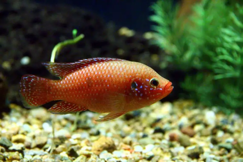 The African jewelfish (Hemichromis bimaculatus), also known as jewel cichlid or jewelfish