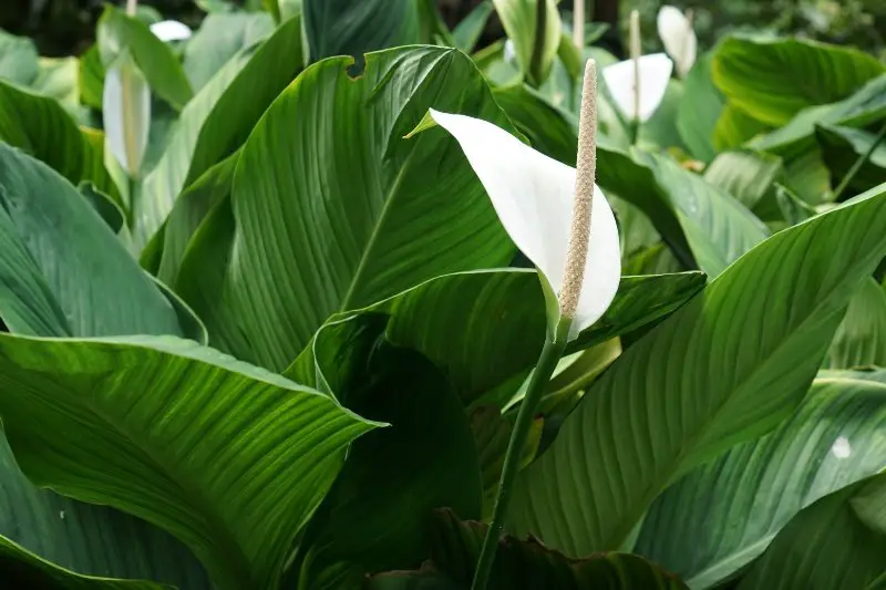 The Tranquil Peace Lily