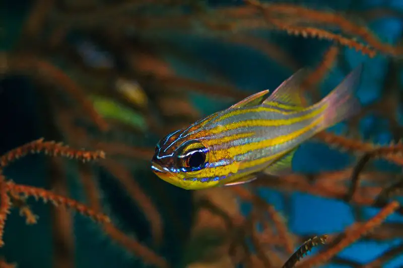 Underwater close-up photography of yellow-striped cardinal fish.