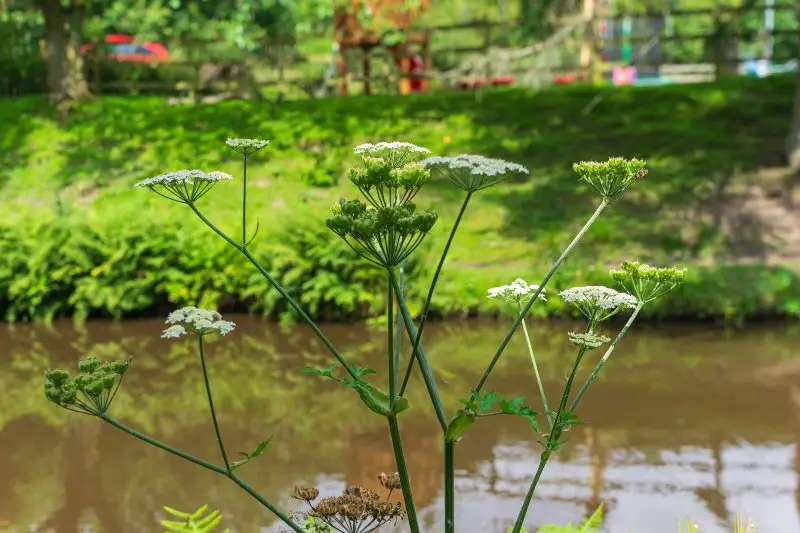 Water Hemlock along the canal