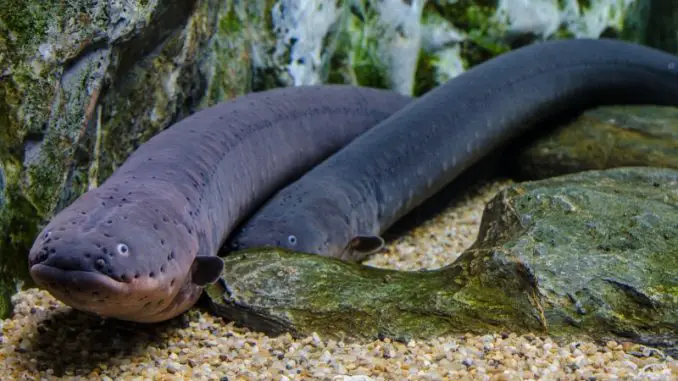 Electric eel on sale care