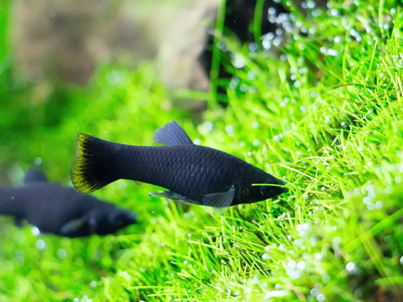 How to Tell If Your Molly Fish Is Dying A Guide