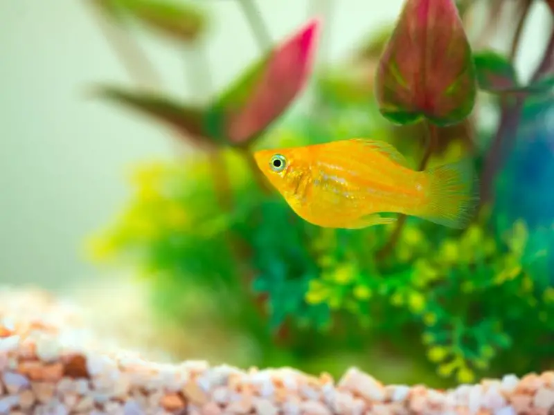 Buy Snow White Lyretail Mollies with Guarantee