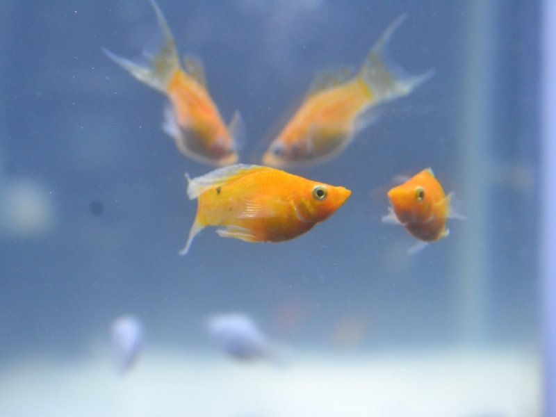 Why Is My Molly Fish Shaking 