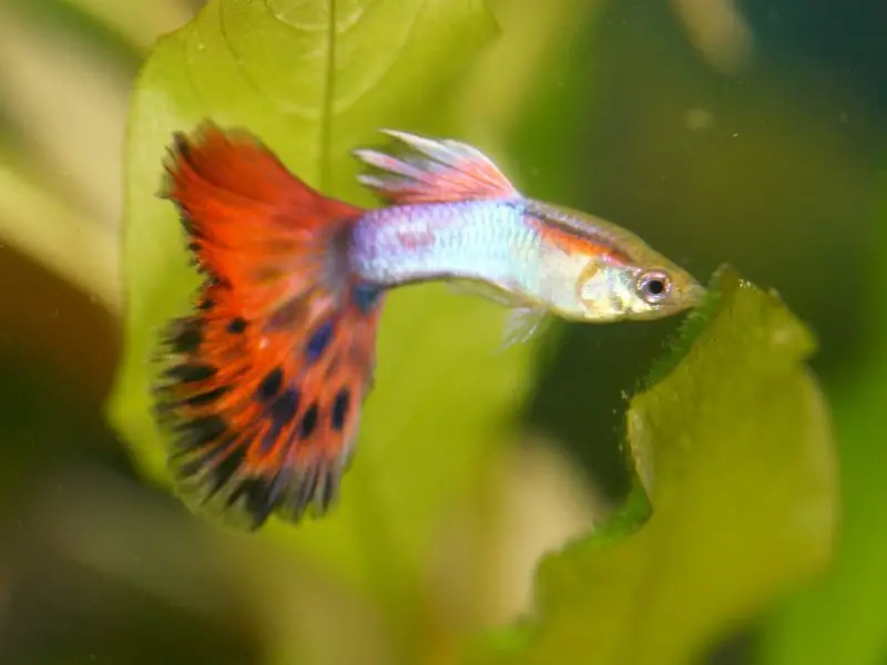 Why Is My Guppy Dying? Identifying Causes and Prevention Tips