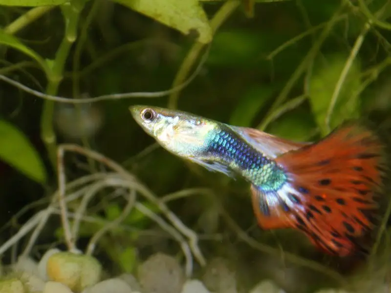 Guppy Shimmy Treatment: Tips for Prevention and Care