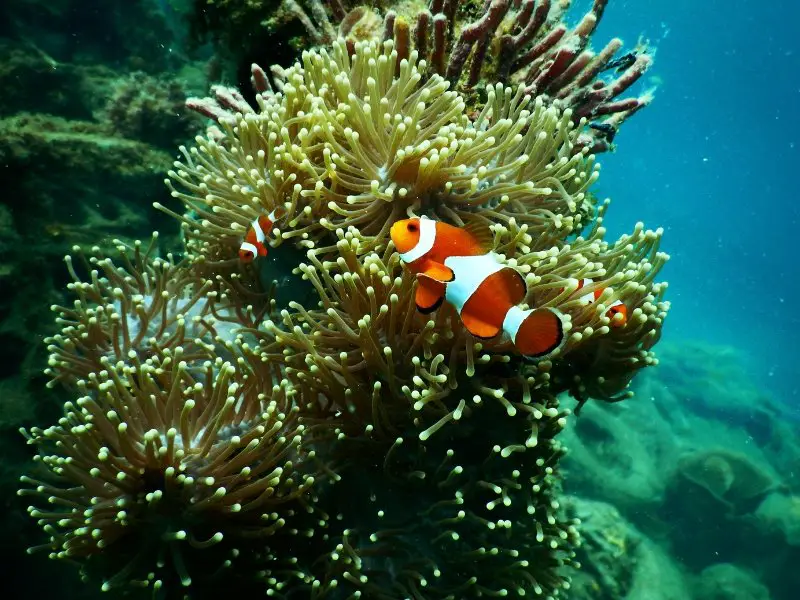 What Do Clownfish Eat? A Guide to Feeding Your Pet Fish