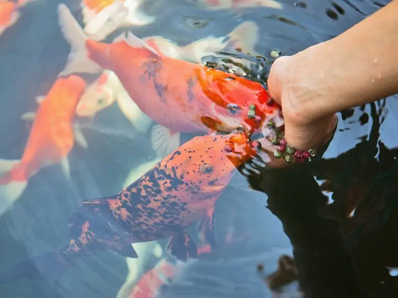 How to Feed Fish on Vacation Preparing for a StressFree Trip