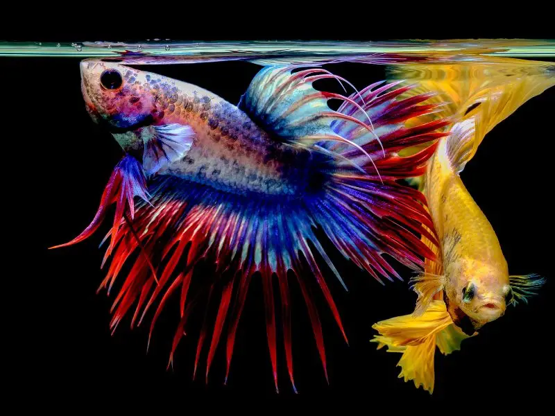 how-much-do-betta-fish-eat-tips-for-feeding-your-pet-fish