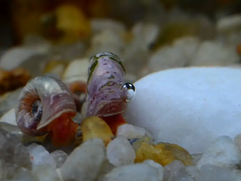 What Do Fish Tank Snails Eat? A Guide for Pet Fish Enthusiasts