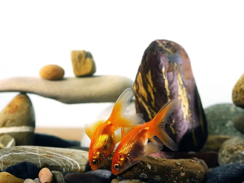 How Do Goldfish Mate? Understanding Their Mating Habits