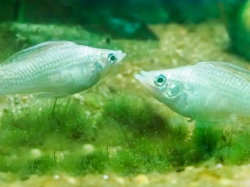 How Do Molly Fish Mate? A Guide to Breeding Mollies