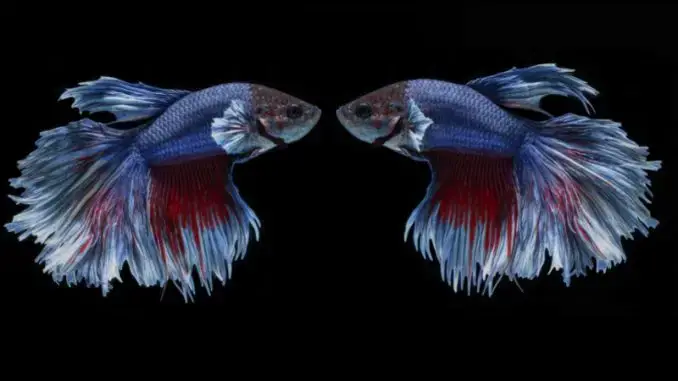Unlocking the Thriller of How Do Beta Fish Mate