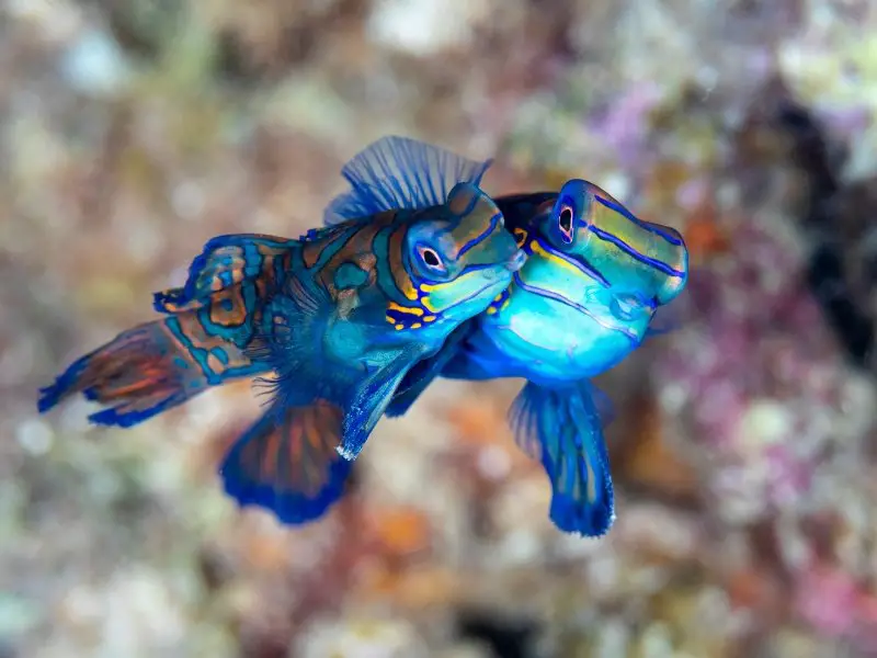 How Do Fish Mate? A Guide for Pet Fish Enthusiasts