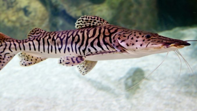 A Info to Retaining Shovelnose Catfish A Info to Retaining Shovelnose Catfish